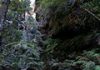 Blue Mountain Rain Forest Rain Forest Blue Mountrains