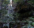 Blue Mountain Rain Forest Rain Forest Blue Mountrains