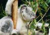 Koala Koala Thumbnail