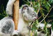 Koala Koala Thumbnail