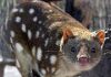 Spotted Quoll
