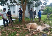 Di tengah Pandemi, PWI Muba Berbagi Daging Qurban