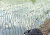 Sebuah Mortir Ditemukan Pencari Rumput di Kepanjen