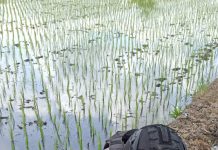 Sebuah Mortir Ditemukan Pencari Rumput di Kepanjen
