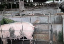 Kandang Babi PT Asia Farm Cemari Lingkungan Desa Tetangga