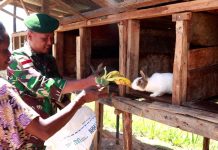Tingkatkan Potensi Wilayah, Prajurit Satgas 412 Kostrad Beri Pendampingan Peternak Kelinci Di Pedalaman Papua