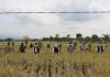 Gubernur Jatim Bersama Forkopimda Kabupaten Malang Panen Raya Padi Varietas Unggul