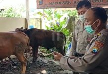 Viral ! Aksi Heroik Anggota Polsek Ranuyoso Lumajang Hadang Maling Sapi