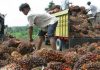 Petani Kelapa Sawit Indonesia Terima Kasih ke Presiden Jokowi Karena Cabut Larangan Ekspor
