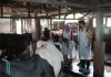 Kapolresta Sidoarjo Tinjau Kandang Sapi, Antisipasi Penyebaran PMK Jelang Idul Adha