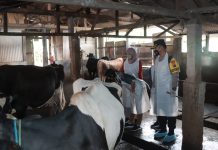 Kapolresta Sidoarjo Tinjau Kandang Sapi, Antisipasi Penyebaran PMK Jelang Idul Adha