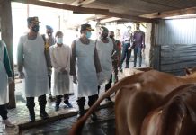 Kapolresta Sidoarjo Cek Suntikan Vaksin dan Vitamin pada Sapi