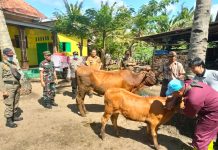Cegah Penyebaran Virus PMK di Jember, TNI Polri Optimalkan Peran Bhabinkamtibmas dan Babinsa