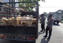 Antisipasi PMK, Polisi Cek Kendaraan Muatan Sapi di Perbatasan Porong