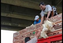 Curi Ayam PT Wonokoyo, Ngaku Anggota, Kapolres Pasuruan Keder