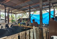 Cegah PMK, Polres Ponorogo Bantu Kelancaran Vaksinasi Ternak