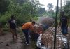 Polisi Grebek Sabung Ayam Di Jombang
