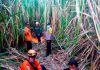 Polisi Bersama BPBD dan Warga Berhasil Temukan Lansia Yang Dikabarkan Hilang di Lahan Tebu Situbondo