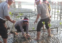 Cegah Abrasi Polisi Tanam Bibit Pohon Mangrove di Pantai Ekowisata Mangrove Lembung Pamekasan