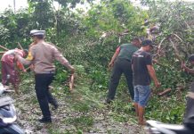 Polisi dan TNI Gotong Royong Tangani Pohon Tumbang Jalan Raya Balongbendo Sidoarjo Kembali Lancar