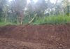 Merusak Hutan Dinas PU Bina Marga Kabupaten Mojokerto Dilaporkan Ke Gakum