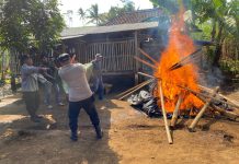 Polres Malang Bongkar Arena Sabung Ayam di Dua Lokasi
