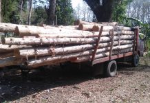Diduga Terlibat Ilegal Logging 3 Mandor Dan KRPH Serta Asper BKPH Wuluhan