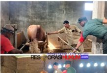 Tekan Angka Kasus PMK, Dinas Peternakan dan Kesehatan Hewan Kabupaten Pasuruan Lakukan Vaksinasi Hewan Ternak Di Wilayah Sukorejo