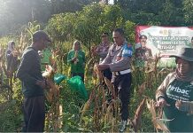 Kapolres Pasuruan Dukung Ketahanan Pangan, Apresiasi Panen Raya Jagung di Winongan