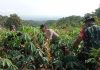 Panen Raya Jagung di Lahan Perhutani, Bhabinkamtibmas Jadi Motor Ketahanan Pangan di Banjarimbo