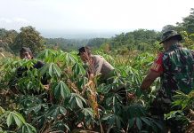 Panen Raya Jagung di Lahan Perhutani, Bhabinkamtibmas Jadi Motor Ketahanan Pangan di Banjarimbo