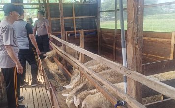 Go KETAPANG, Inisiatif Polsek Gempol Dukung Peternak Lokal
