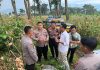 Dukung Ketahanan Pangan sejumlah pejabat Polres Pasuruan Cek Kuwalitas Jagung siap panen