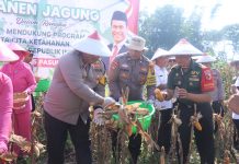 Program Ketahanan Pangan Berjalan Baik, Polres Pasuruan Panen Jagung di Purwodadi