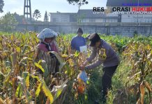 Dukung Ketahanan Pangan Nasional: Polresta Malang Kota dan Gapoktan Panen 2,5 Ton Jagung