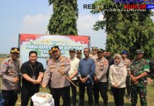 Polres Tuban Panen 236 Ton Jagung, Dukung Program Ketahanan Pangan Nasional