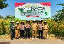 Dukung Asta Cita Swasembada Pangan, Kapolsek Rembang Ikut Panen Jagung di Desa Mojoparon
