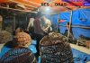 Polres Lamongan Bongkar Arena Judi Sabung Ayam di Dua Lokasi