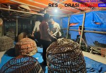 Polres Lamongan Bongkar Arena Judi Sabung Ayam di Dua Lokasi