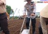 Polresta Banyuwangi Dorong Penguatan Ketahanan Pangan Lewat Penanaman Jagung Kuartal IV 2025