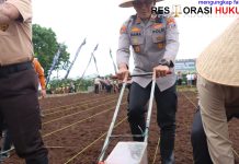 Polresta Banyuwangi Dorong Penguatan Ketahanan Pangan Lewat Penanaman Jagung Kuartal IV 2025