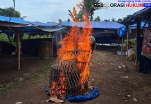 Polresta Banyuwangi Musnahkan Arena Judi Sabung Ayam