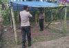 Polres Malang Kembali Bongkar Area Sabung Ayam di Kalipare