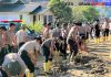Polri Bersihkan Area Terdampak Banjir Bandang di Kampung Tengah Kecamatan Palembayan Agam Sumbar