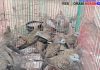 BBKSDA NTT Gagalkan Penyelundupan 48 Ekor Burung Tanpa Dokumen ke Maumere