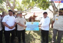 Salurkan Bantuan Sapi Presiden Prabowo di Aceh, Tito: Sambut Tradisi Meugang dan Ramadan