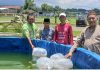 Dinas DKP3 Kabupaten Pasuruan Berikan Bantuan 3000 Benih Ikan Nila ke Pokmas Segitiga Emas Desa Ngadimulyo Sukorejo
