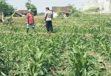 Bhabinkamtibmas Polsek Sukorejo Dampingi Petani Optimalkan Lahan Produktif