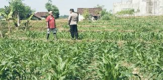 Bhabinkamtibmas Polsek Sukorejo Dampingi Petani Optimalkan Lahan Produktif