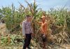 Polsek Winongan Pantau Lahan Jagung di Desa Menyarik Dukung Program Ketahanan Pangan Nasional